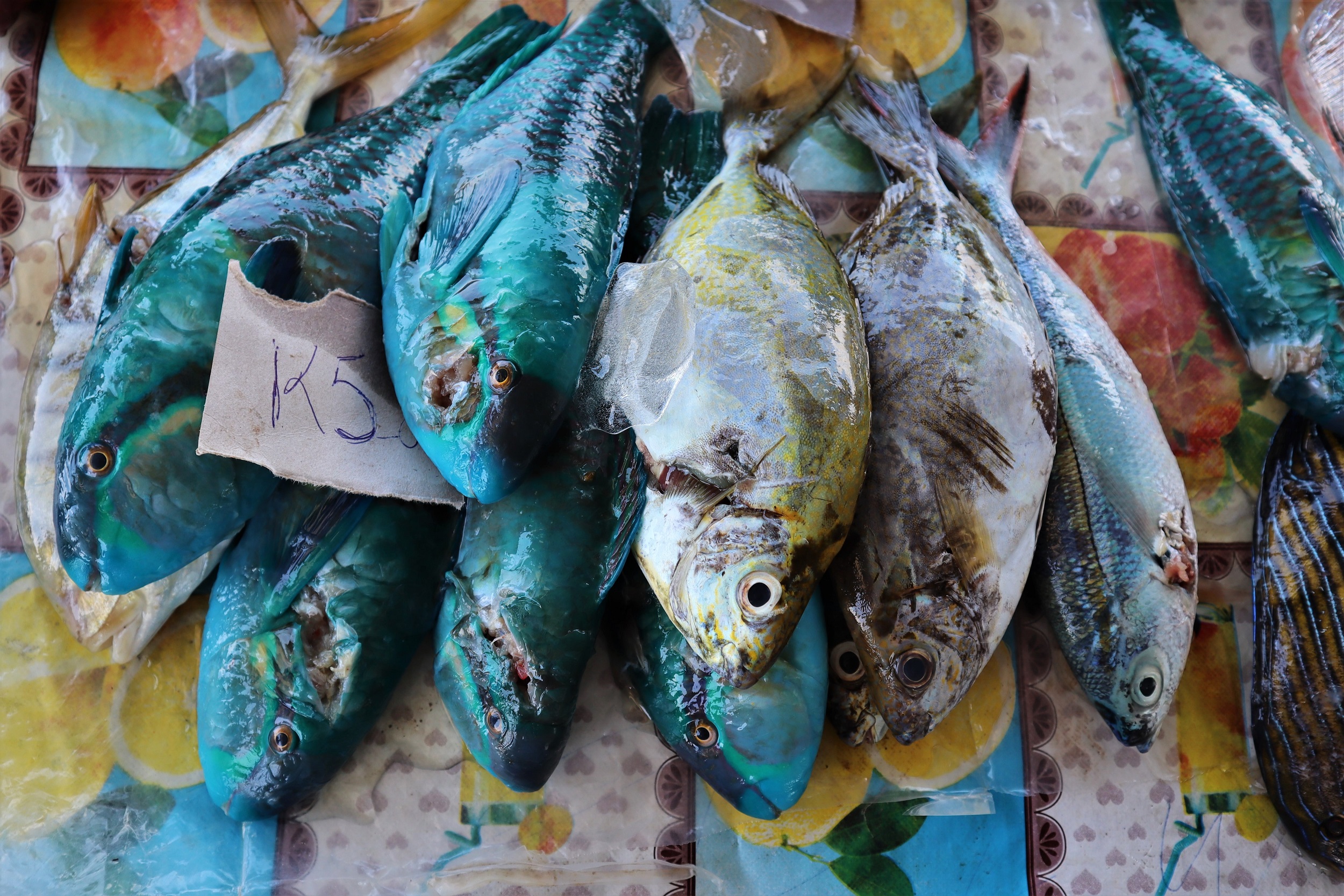 Fisheries Program